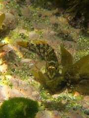 Chironemus marmoratus