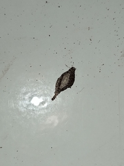 Phereoeca