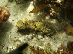 Diopatra dentata