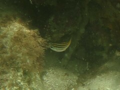 Atypichthys strigatus