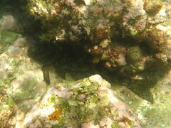 Aplodactylus lophodon