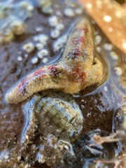 Allostichaster polyplax