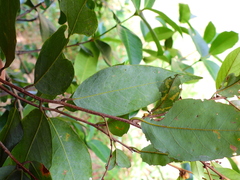 Cleistanthus semiopacus
