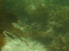 Atypichthys strigatus