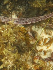 Aplodactylus lophodon