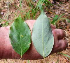 Cleistanthus semiopacus