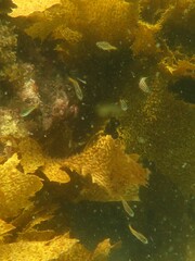 Atypichthys strigatus