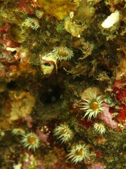 Anthothoe albocincta