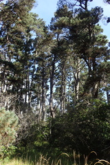 Pinus muricata
