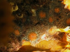 Anthothoe albocincta