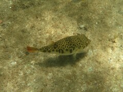 Tetractenos glaber