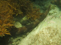 Orectolobus maculatus