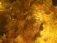 Heteroscarus acroptilus