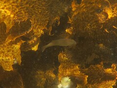 Heteroscarus acroptilus