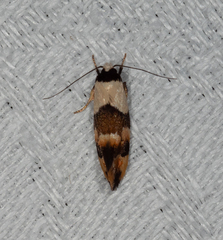Euphiltra eroticella