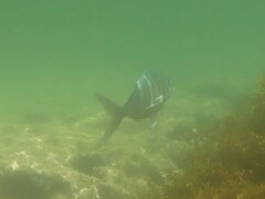 Nemadactylus douglasii