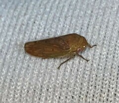 Polana quadrinotata