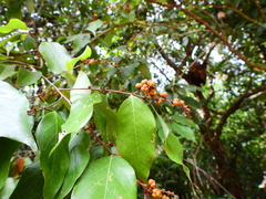 Cleistanthus semiopacus