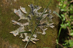 Peltigerales