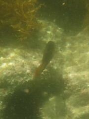 Notolabrus gymnogenis