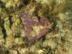 Botrylloides leachii