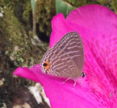 Jamides alecto ageladas