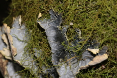 Peltigerales