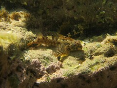 Lepidoblennius haplodactylus