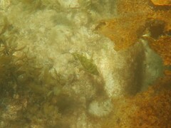 Brachaluteres jacksonianus