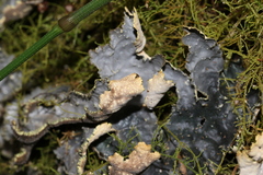Peltigerales