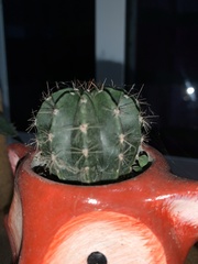 Trichocereeae