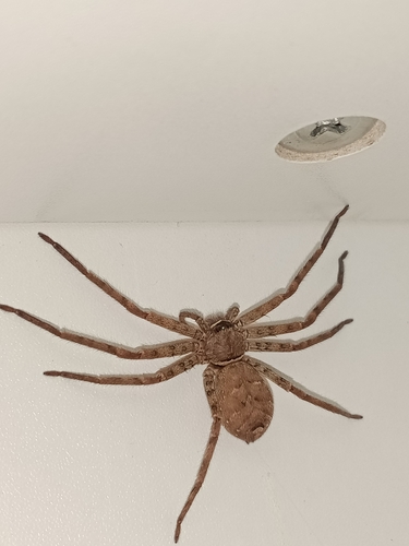 Pantropical Huntsman Spider