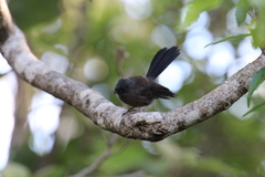 Rhipidura fuliginosa fuliginosa