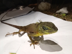 Bronchocela celebensis