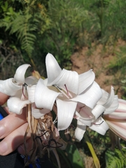 Crinum