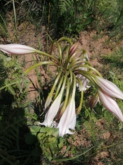 Crinum