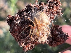 Peucetia viridans