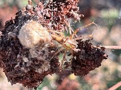 Peucetia viridans