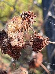 Peucetia viridans