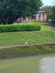 Bubulcus ibis