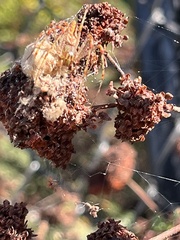 Peucetia viridans