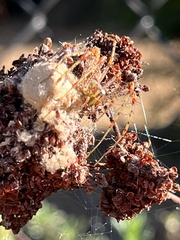 Peucetia viridans