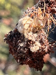 Peucetia viridans