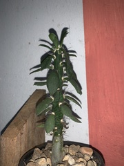 Euphorbia trigona