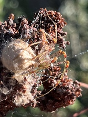 Peucetia viridans