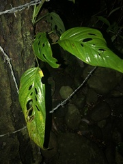 Monstera obliqua