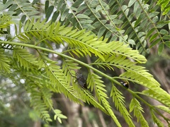 Olla v-nigrum