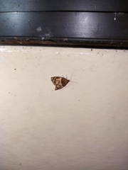 Choreutis