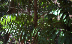 Stenochlaena palustris