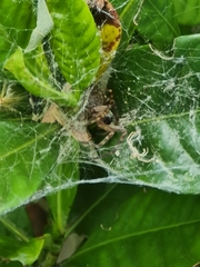 Phryganoporus candidus